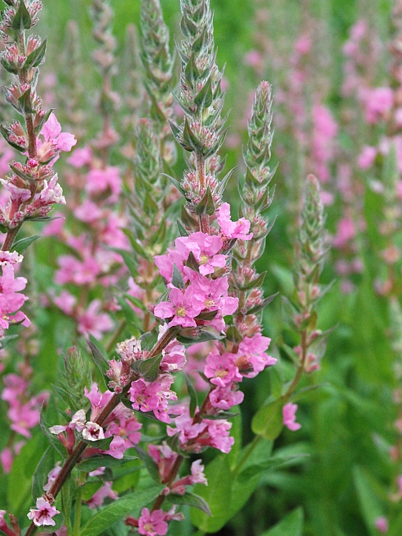 Krwawnica pospolita 'Blush'