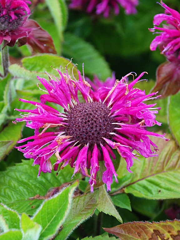 Pysznogłówka 'Bee-Free'