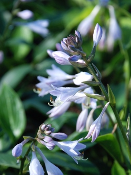 Funkia 'Devon Green'