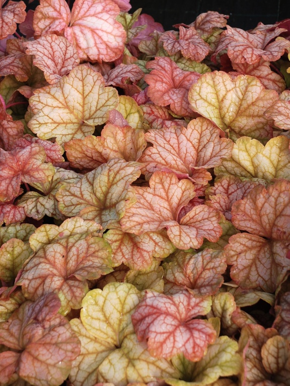 Żurawka 'Champagne' 