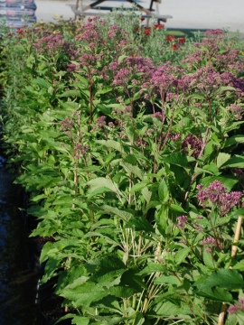 Sadziec plamisty 'Atropurpureum'