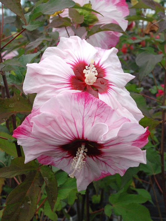 Ketmia SUMMERIFIC 'Cherry Choco Latte'  PBR