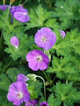 Bodziszek ROZANNE 'Gerwat'