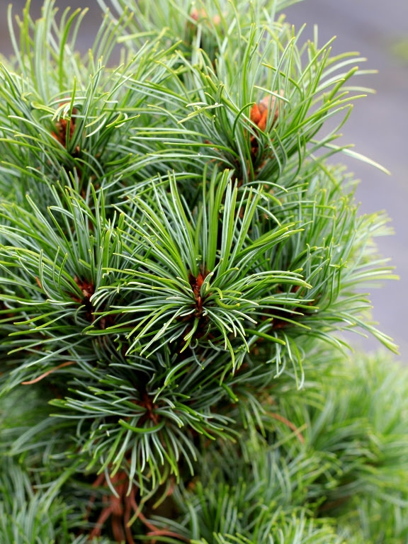 Sosna drobnokwiatowa 'Schoon's Bonsai'