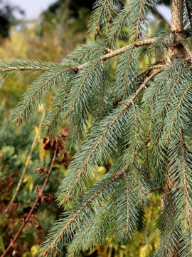 Świerk Engelmanna 'Bush's Lace'