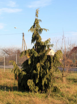 Cyprysik nutkajski 'Pendula