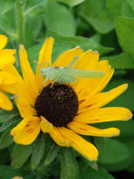 Rudbekia SmileyZ™ Giggling 