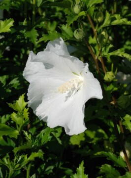 Ketmia syryjska 'Flower Tower White' PBR