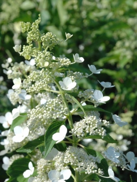 Hortensja bukietowa 'Kyushu'