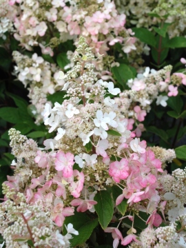 Hortensja bukietowa 'PINKY WINKY 'Dvppinky'  PBR