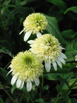 Jeżówka 'Honeydew'