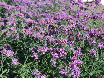 Werbena patagońska 'Lollipop'