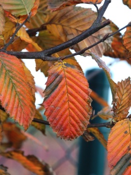 Grab pospolity 'Orange Retz' PBR - liście jesienią
