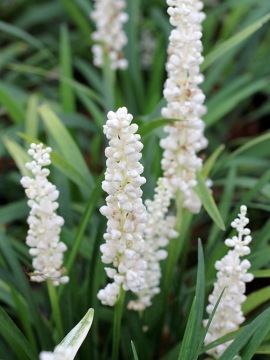 liriope-monrowe-white.jpg