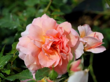 Róża pnąca 'Emelie'