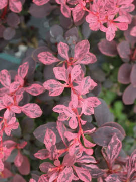 berberys-thunberga-inspiration2.jpg