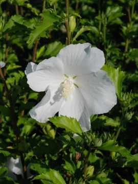 Ketmia syryjska 'Flower Tower White' PBR