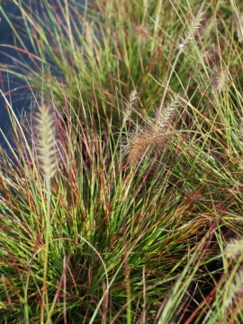 Rozplenica japońska 'Burgundy Bunny'