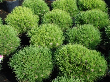 Sosna czarna 'Marie Brégeon'