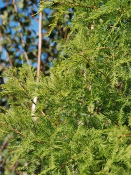 Cypryśnik błotny SHAWNEE BRAVE 'Mickelson'