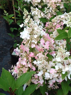 Hortensja bukietowa 'PINKY WINKY 'Dvppinky'  PBR