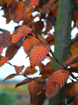 Grab pospolity 'Orange Retz' PBR - liście jesienią