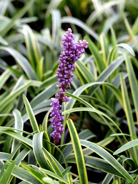liriope-gold-banded.jpg