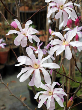 Magnolia gwiaździsta 'Rosea'