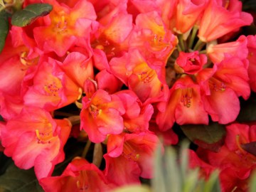 Różanecznik 'Vorwerk Abendsonne'