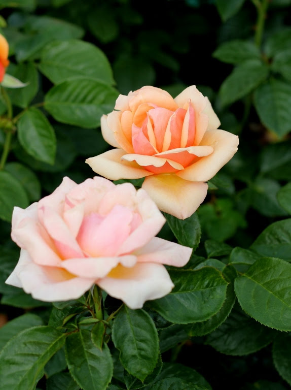 Róża wielkokwiatowa 'Prof. Kownas'