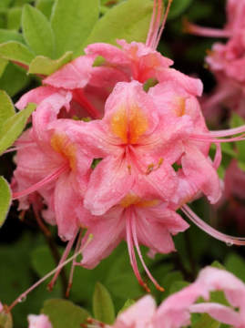 azalia-wielkokwiatowa-pink-delight6.jpg