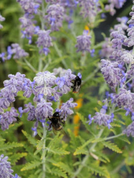 Perowskia łobodolistna Lisslitt LACEY BLUE PBR