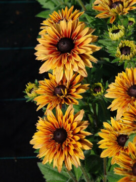 Rudbekia Flamenco® 'Apricot'