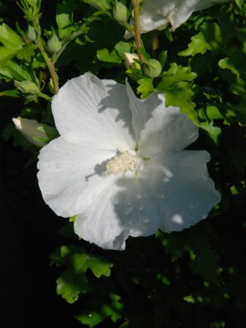 Ketmia syryjska 'Flower Tower White' PBR