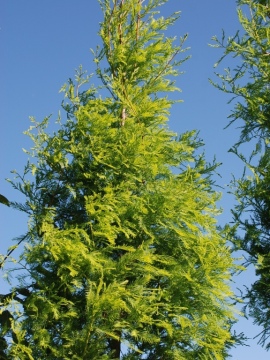 Cypryśnik błotny SHAWNEE BRAVE 'Mickelson'