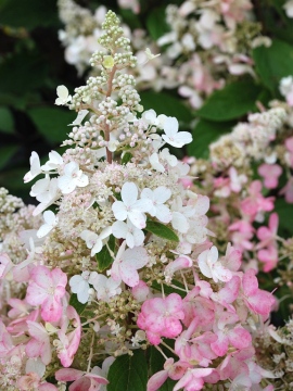 hortensja-bukietowa-pinky-winky1.JPG