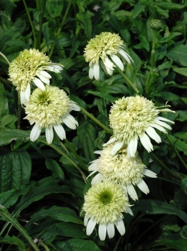 Jeżówka 'Honeydew'