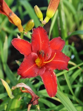 Liliowiec 'Chicago Apache'