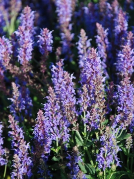 Szałwia omszona 'Blauhűgel'