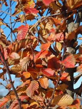 Grab pospolity 'Orange Retz' PBR - liście jesienią
