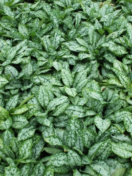 Miodunka 'Moonshine'