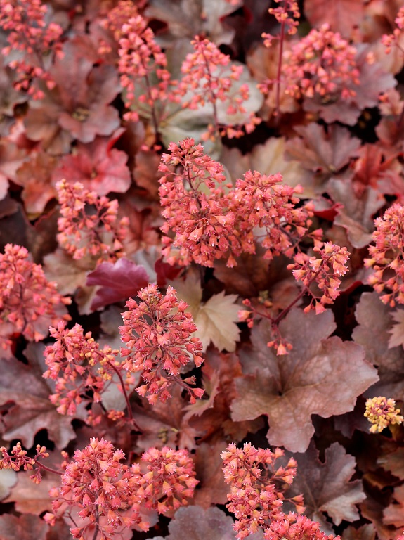 Żurawka 'Cherry Cola'
