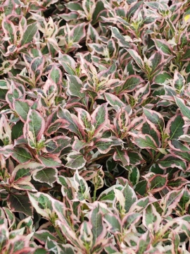 Krzewuszka 'Monet' PBR