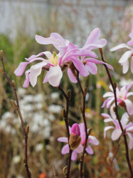 Magnolia gwiaździsta 'Rosea'