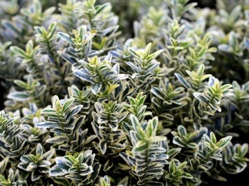 Trzmielina japońska 'Microphyllus Variegatus'