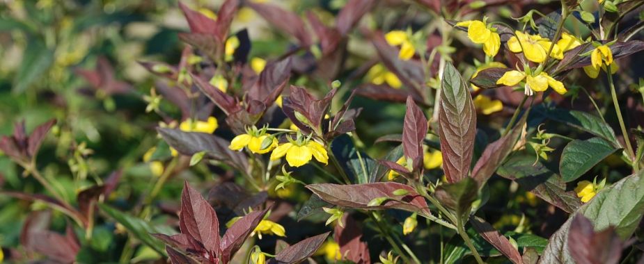 Wysoka bylina, na słońce, łatwa w uprawie tojeść orzęsiona 'Firecracker'