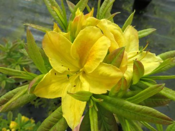 Azalia wielkokwiatowa 'Golden Sunset'