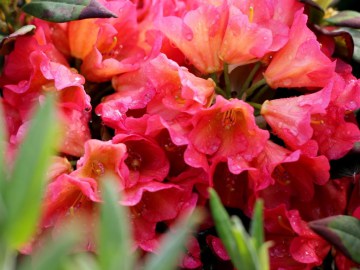 Różanecznik 'Vorwerk Abendsonne'