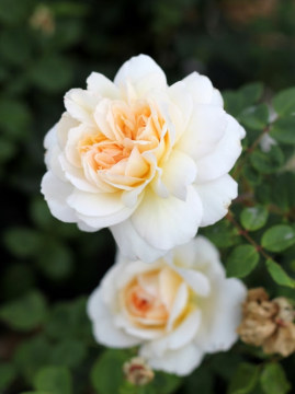 Róża angielska 'Crocus Rose' PBR