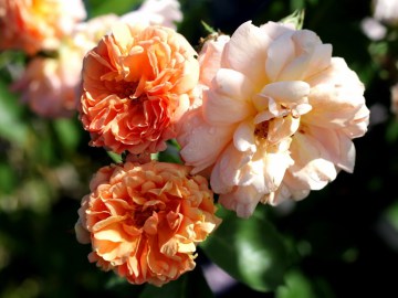 Róża pnąca 'Francois Juranville'